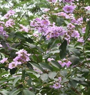 Banaba (Bis.)