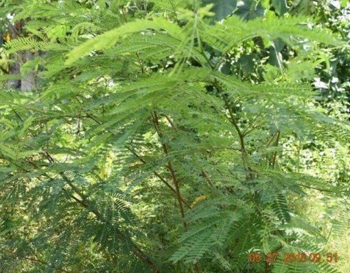 Ipil-ipil (Bis.)