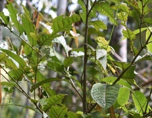 Kulay-an (Bis.)