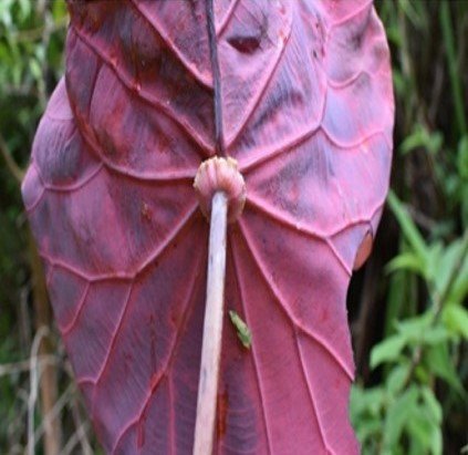 Biyante (Bis.)