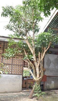 Mangga (Bis.)