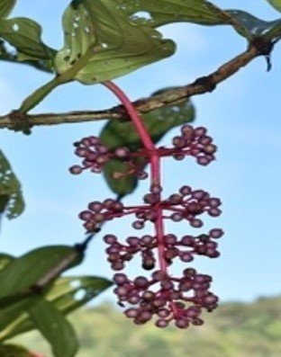 Puwahan (Bis.)