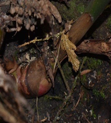 Tagbak pusong-pusong (Bis.)