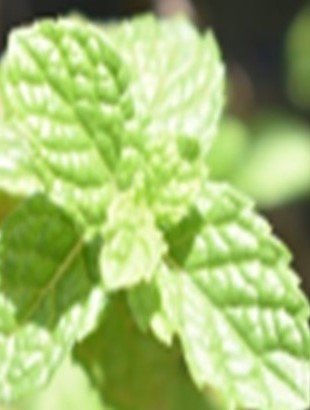 Herba Buena (Bis.)