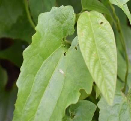 Katay-katay (Bis.)