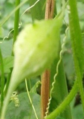 Ampalaya, ampalaya wild (Bis.)