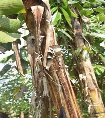 Saging Lakatan, Saging Binangay (Bis.)