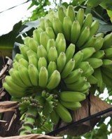 Saging Dalian (Bis.)