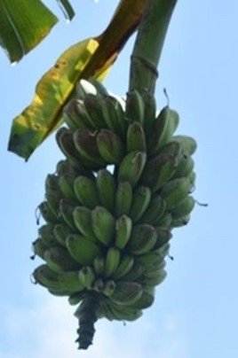 Saging Sab'a, Cardava, Bongwan (Bis.)