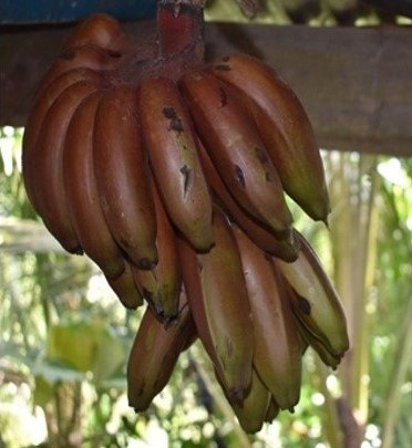 Saging Morado (Bis.)