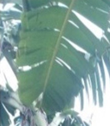 Saging Cavendish (Bis.)