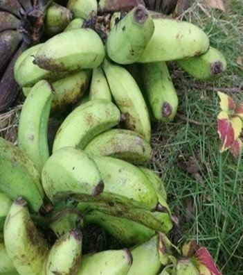 Saging Tundan (Bis.)