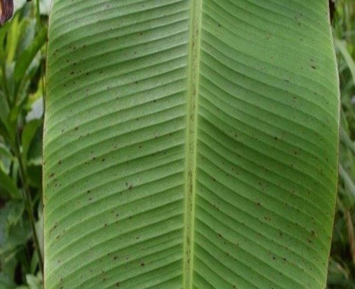 Saging Talipan (Bis.)