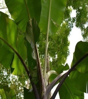 Saging Boleg (Bis.)