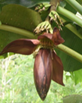 Abaka (Bis.)