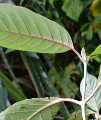 Taopakan (Bis.)