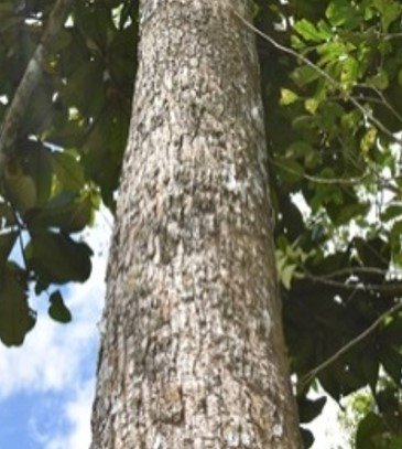 Panaktakan (Bis.)