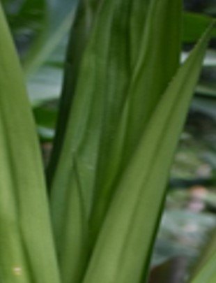 Pandan (Bis.)