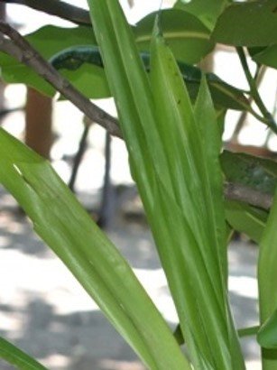 Layang na bagon (Bis.)