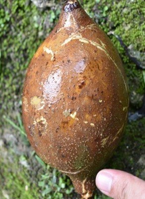 Pangi (Bis.)