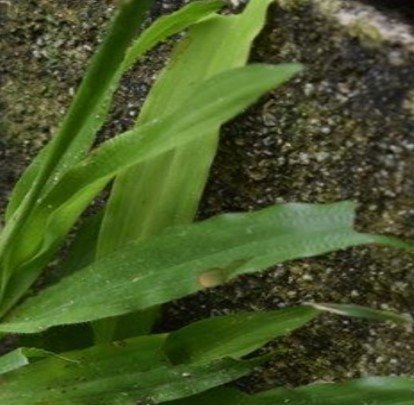 Carabao grass (Eng.)