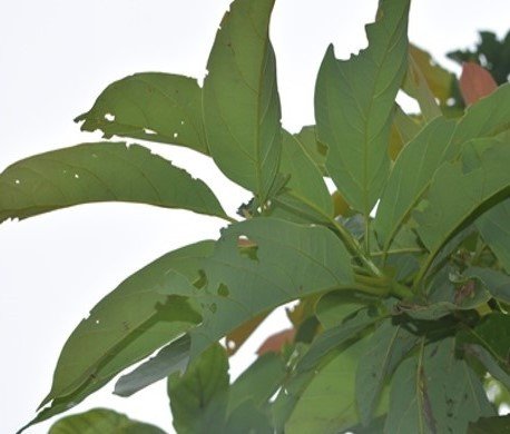 Abokado (Bis.)