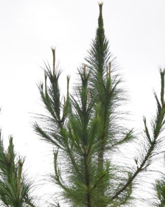 Pine tree (Engl.)