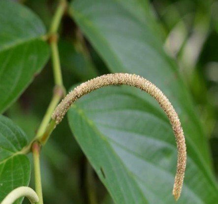 Buyo-buyo (Bis.)