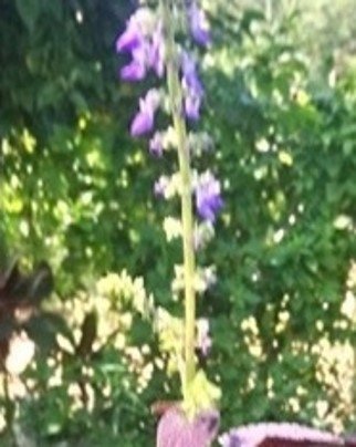 Mayana (Tag.), Atay-atay, Lamponaya (Bis.)
