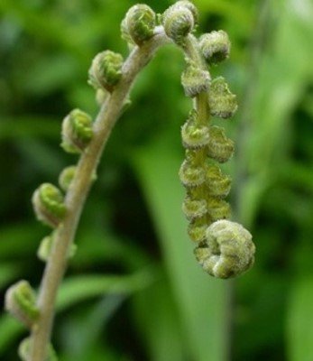 Wild pako-pako (Bis.)
