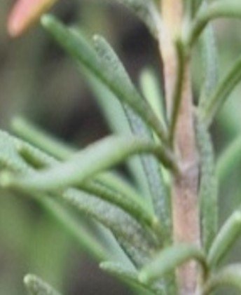 Rosemary (Engl.)