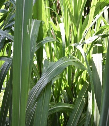 Tubo (Bis.)