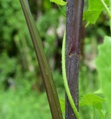 Pula nga kumpay (Bis.)