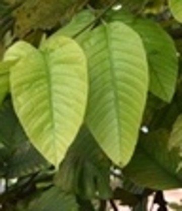 Santol (Bis.)