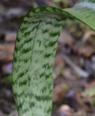Cobra flower (Bis.)