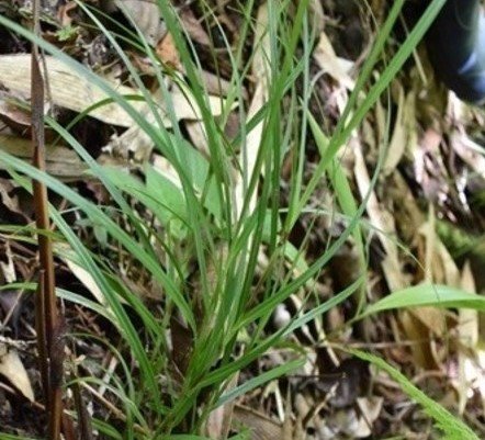 Daat violet, Daat puti , Lavod, Daak, Tuled (Bis.)