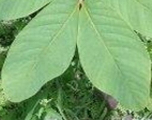 Asunting (Bis.)
