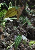 Banag Violet (Bis.)