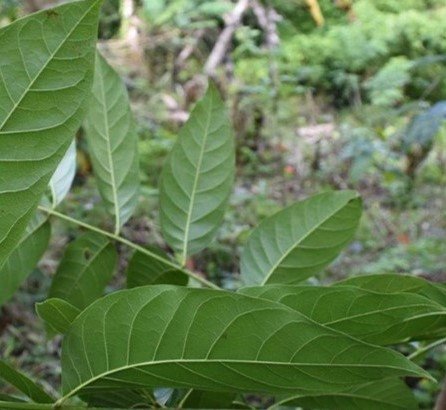 Mahogany (Bis.)