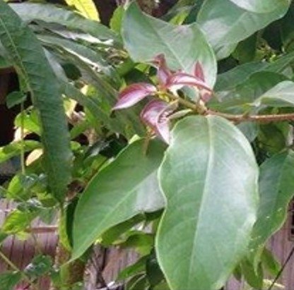 Makopa (Bis.)