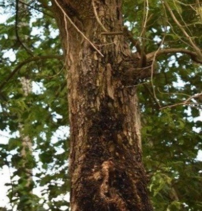 Sampalok (Bis.)