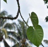 Panyawan (Bis.)