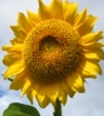 Sunflower (Eng.)