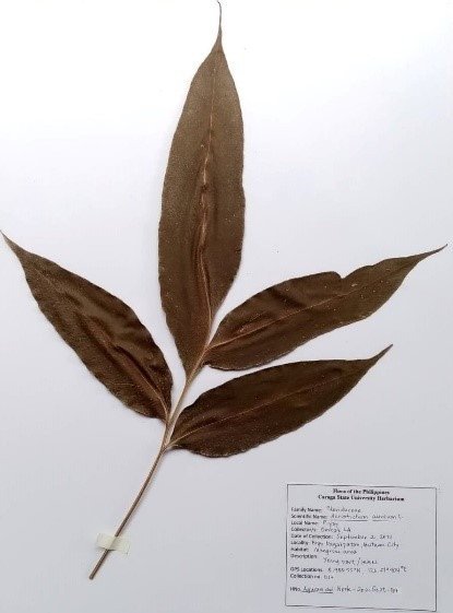 Mangrove fern (Engl.)