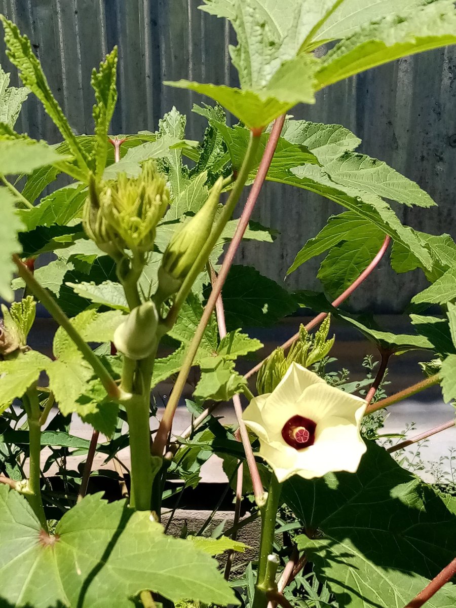 Lady’s Finger (Engl.), Okra (Tag, Ceb)