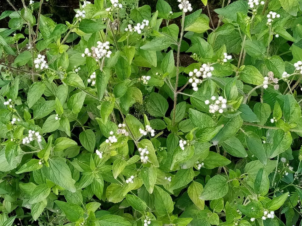 White Weed (Engl.),