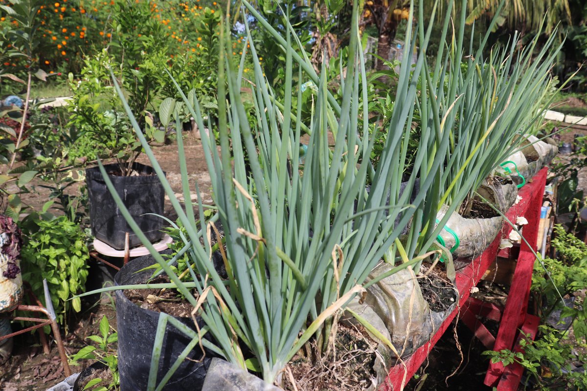 Spring onion (Eng.)
