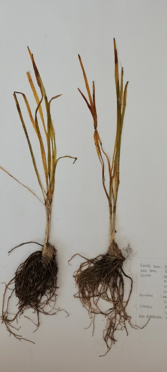 Chinese-chives (Engl.)
