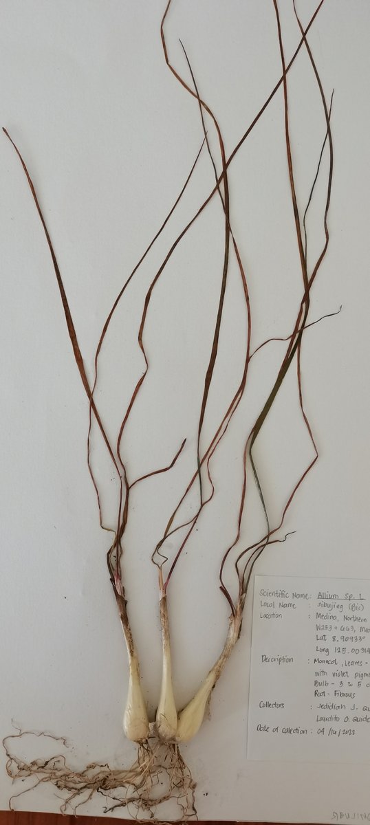 Sibujing (Bis)