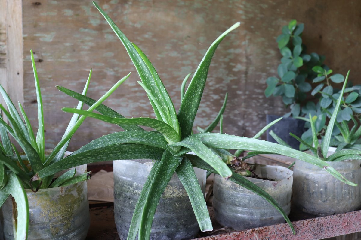 Barbados Aloe (Engl.), Sabila (Tag.)